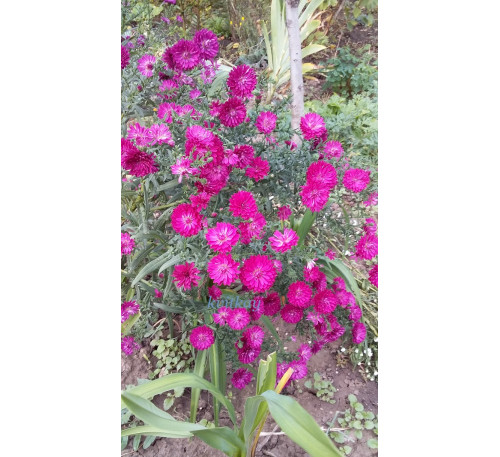 Айстра новобельгійська махрова Бордо ( Aster novi-belgii Bordo)